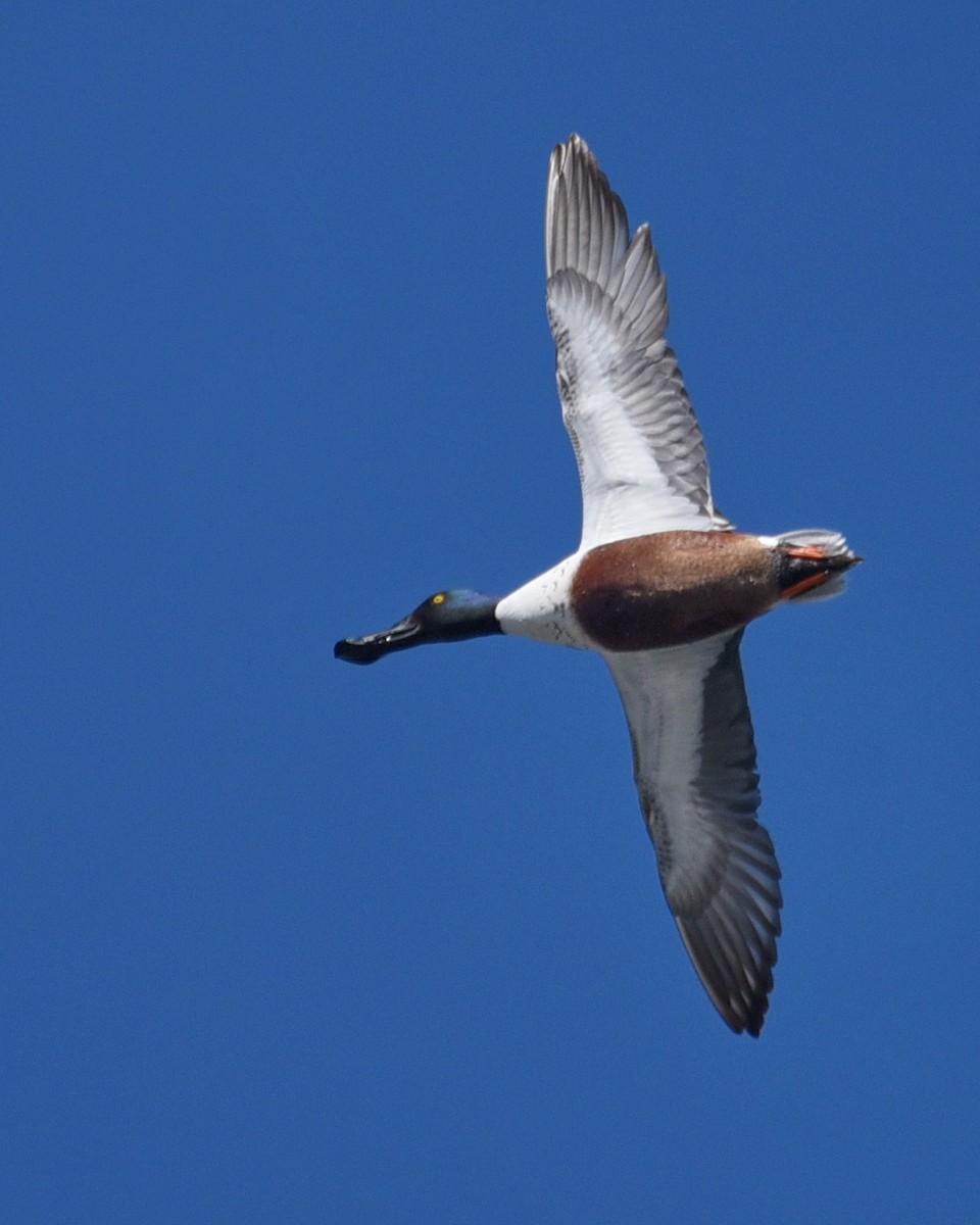 Northern Shoveler - ML548006471