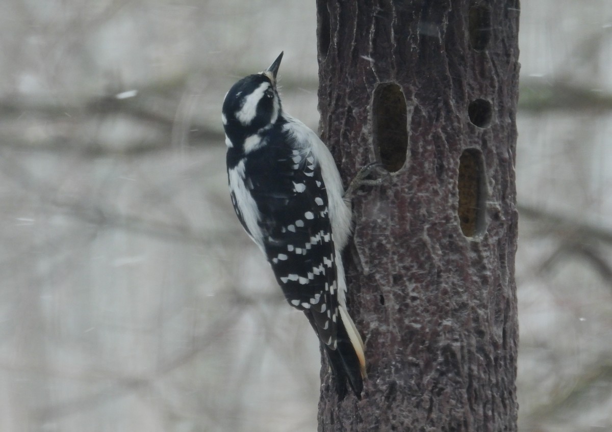 Hairy Woodpecker - ML548007131