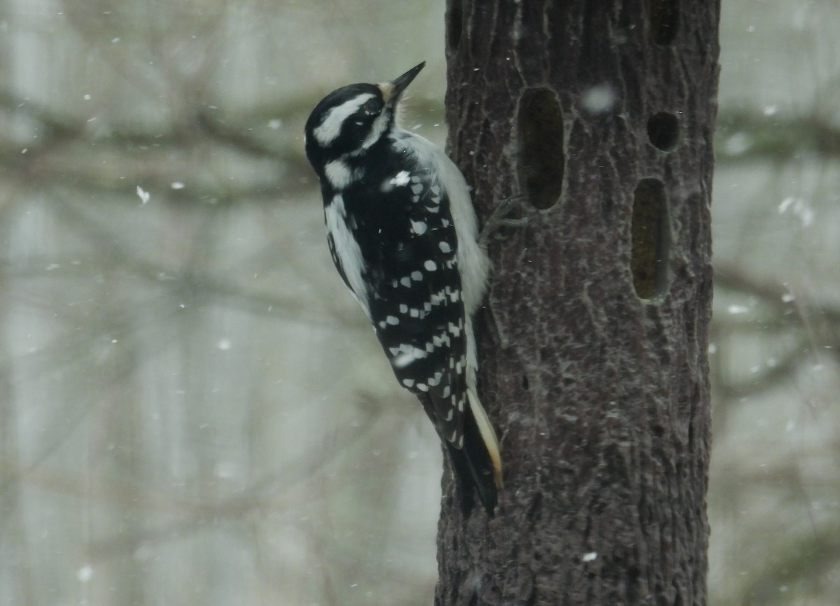 Hairy Woodpecker - Fernando Angulo - CORBIDI