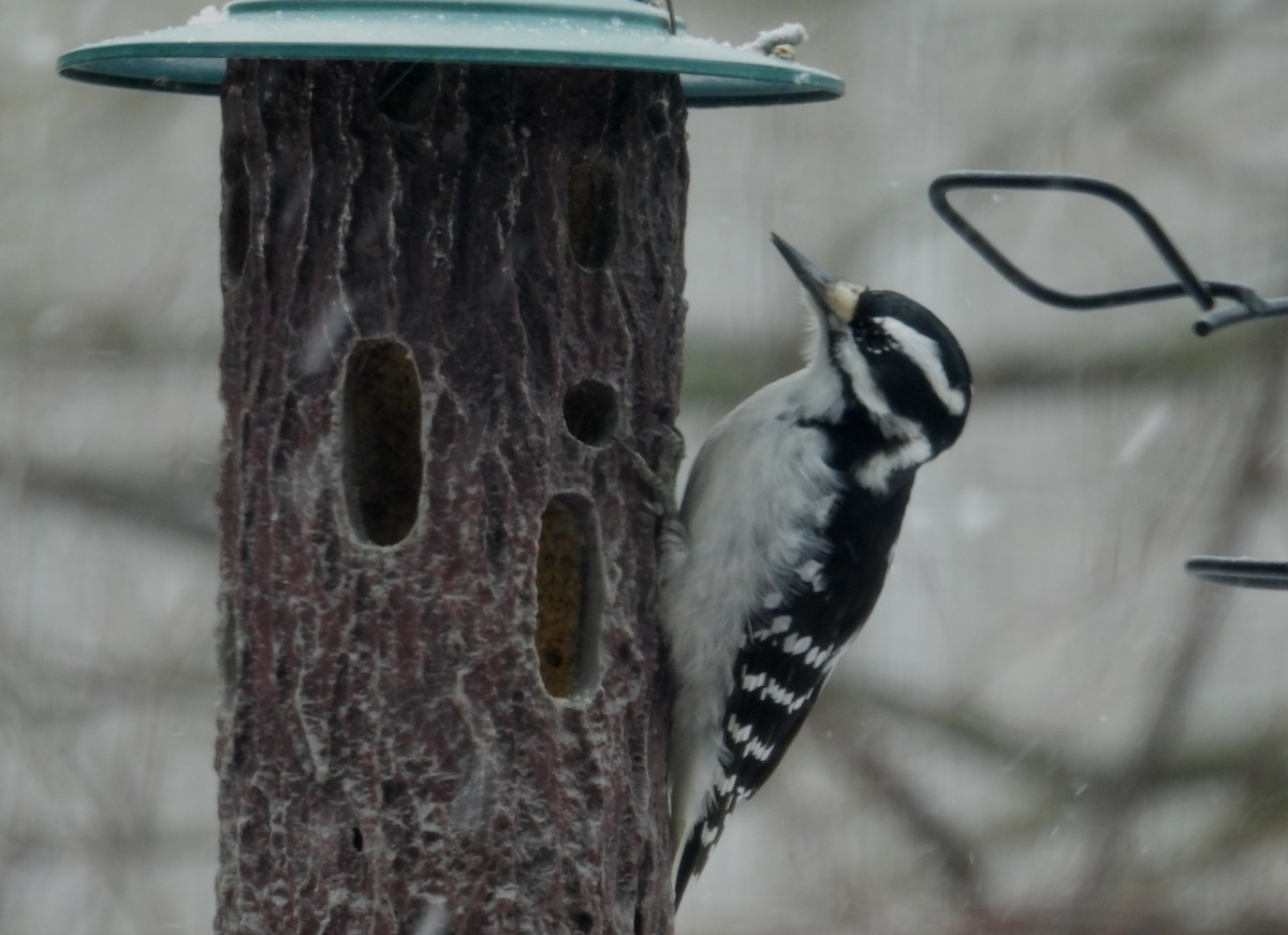 Hairy Woodpecker - ML548007171