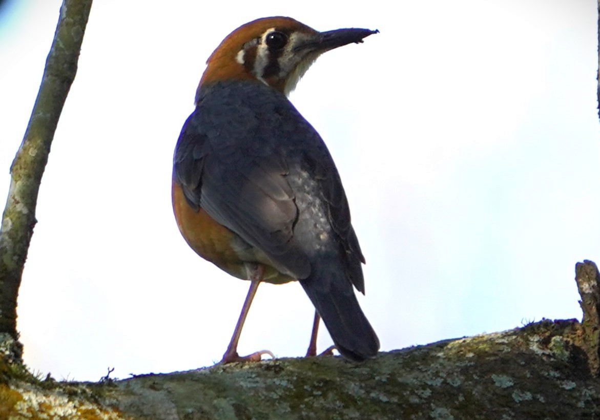 Orange-headed Thrush - ML548007531