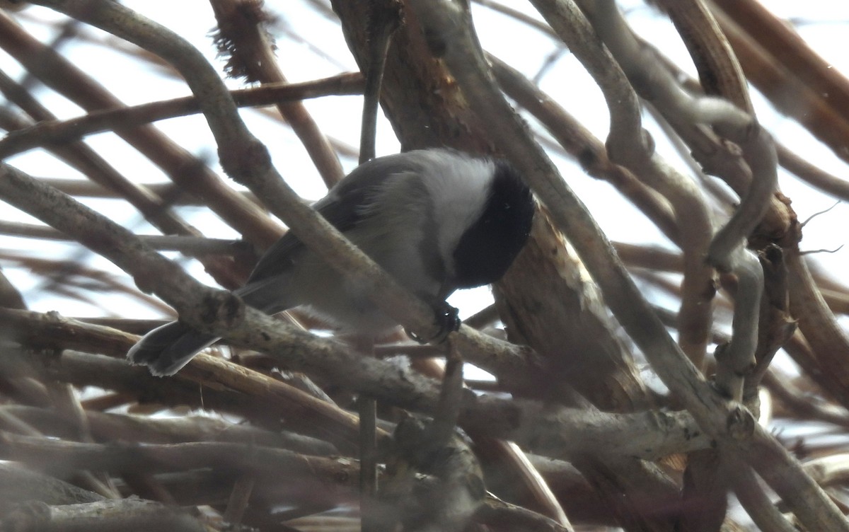 Black-capped Chickadee - Fernando Angulo - CORBIDI