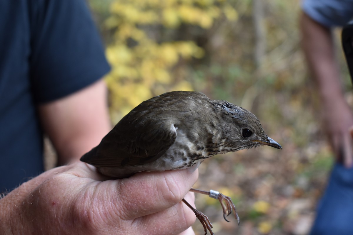 Gray-cheeked Thrush - ML548008111