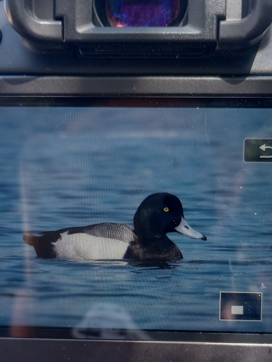 Greater Scaup - ML548008311