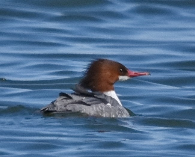 Common Merganser - ML548008351