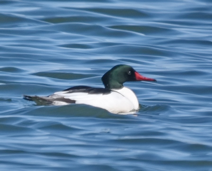 Common Merganser - ML548008411