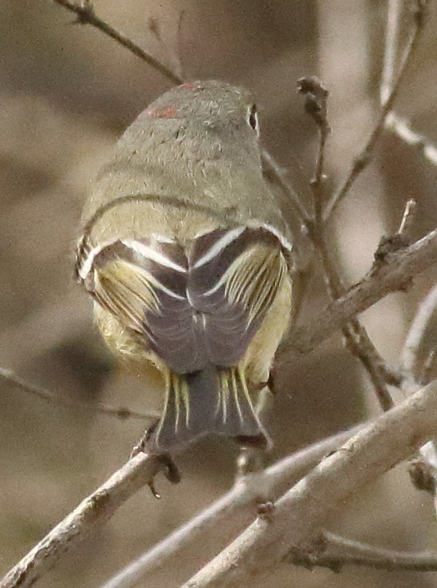 Ruby-crowned Kinglet - Glenn Berry