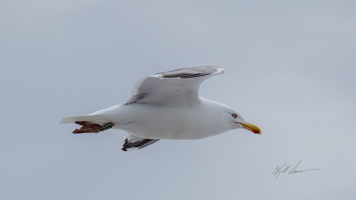 Herring Gull - ML548009581