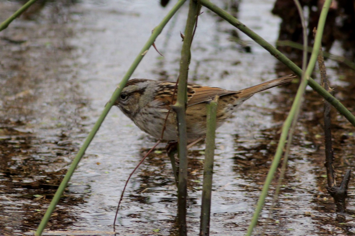 Swamp Sparrow - Colin Enge 🦉