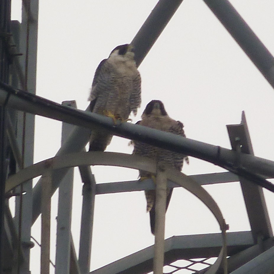 Peregrine Falcon - ML548011651