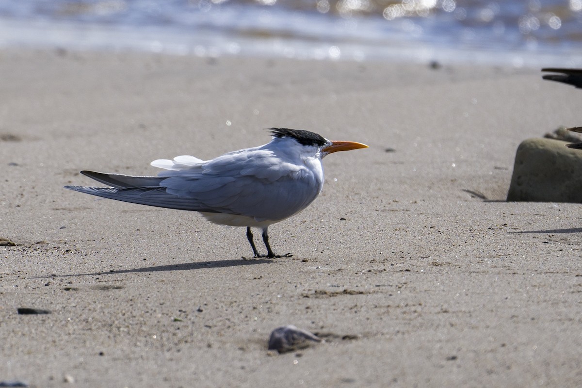 Royal Tern - Bence Szanto