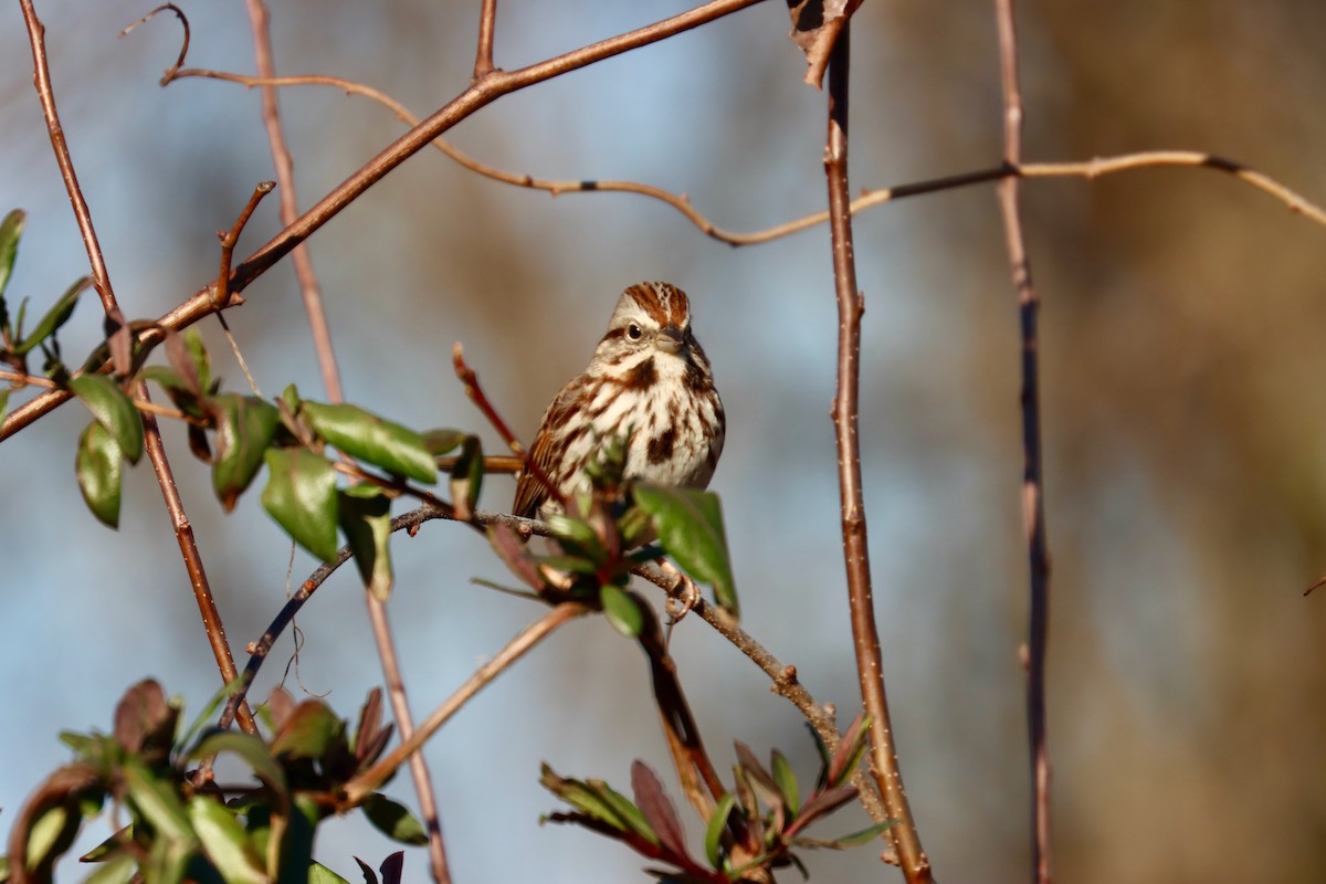 Song Sparrow - ML548013151