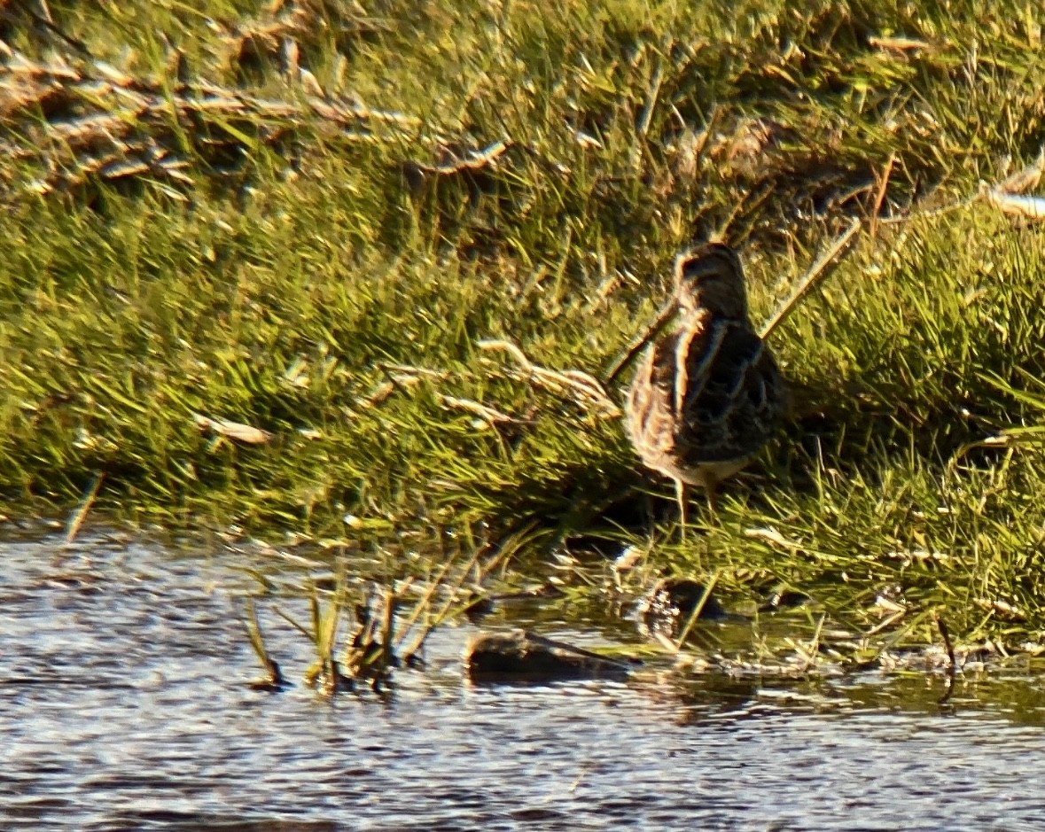 Wilson's Snipe - ML548013631