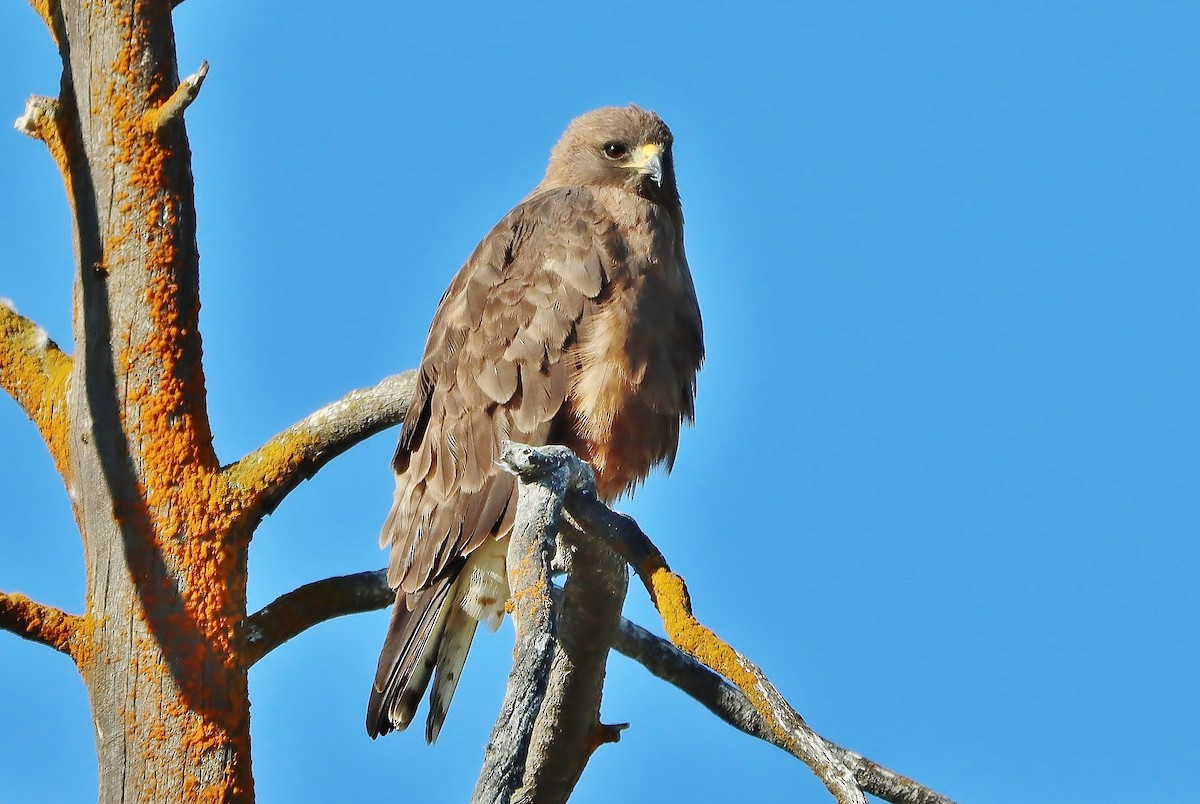 Swainson's Hawk - ML548013871