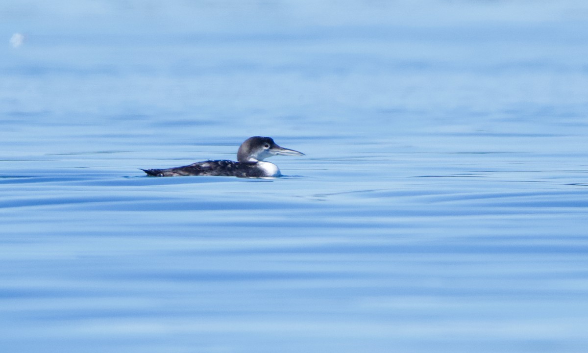 Common Loon - ML548014231