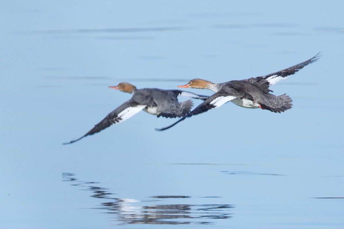 Red-breasted Merganser - ML548014401