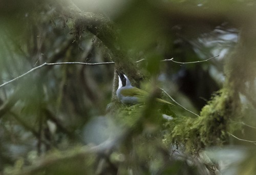 Mount Kupe Bushshrike - ML548014581