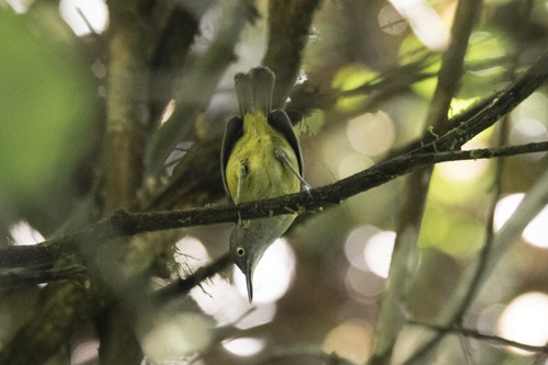 Yellow Longbill - ML548014641