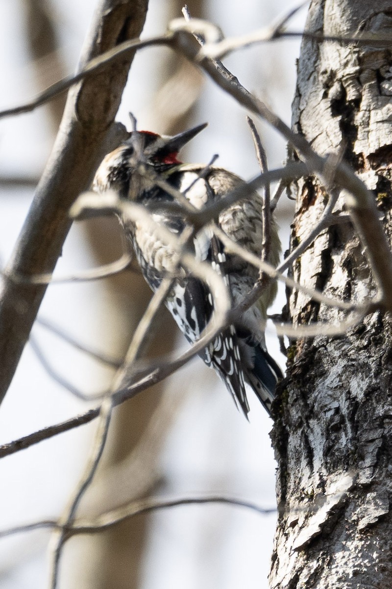 Yellow-bellied Sapsucker - Ryan Shean