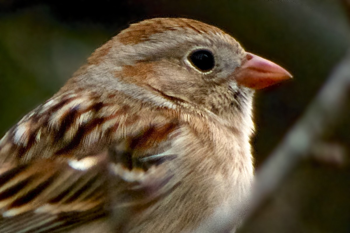 Field Sparrow - ML54801601