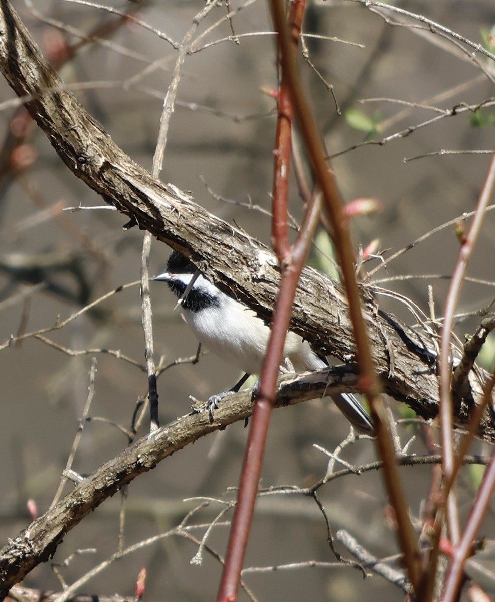 Black-capped Chickadee - ML548016031