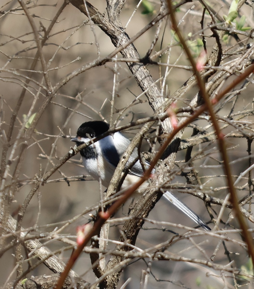 Black-capped Chickadee - ML548016041