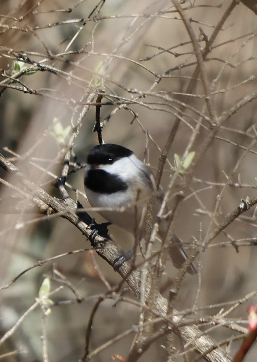 Black-capped Chickadee - ML548016051