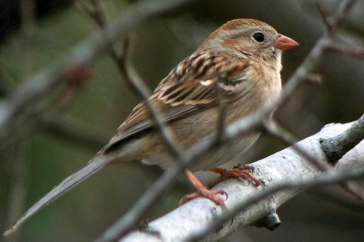 Field Sparrow - ML54801611