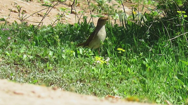 Common Nightingale - ML548016511