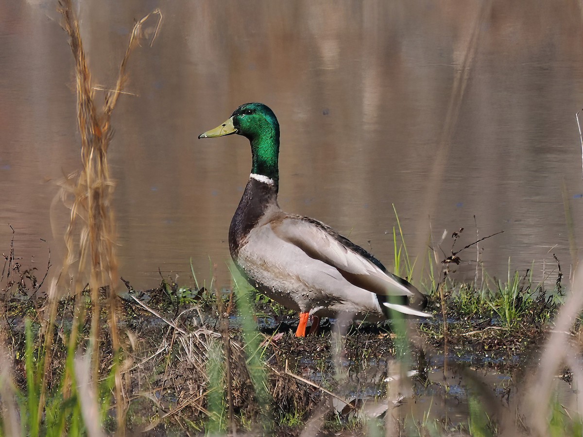 Canard colvert - ML548016771