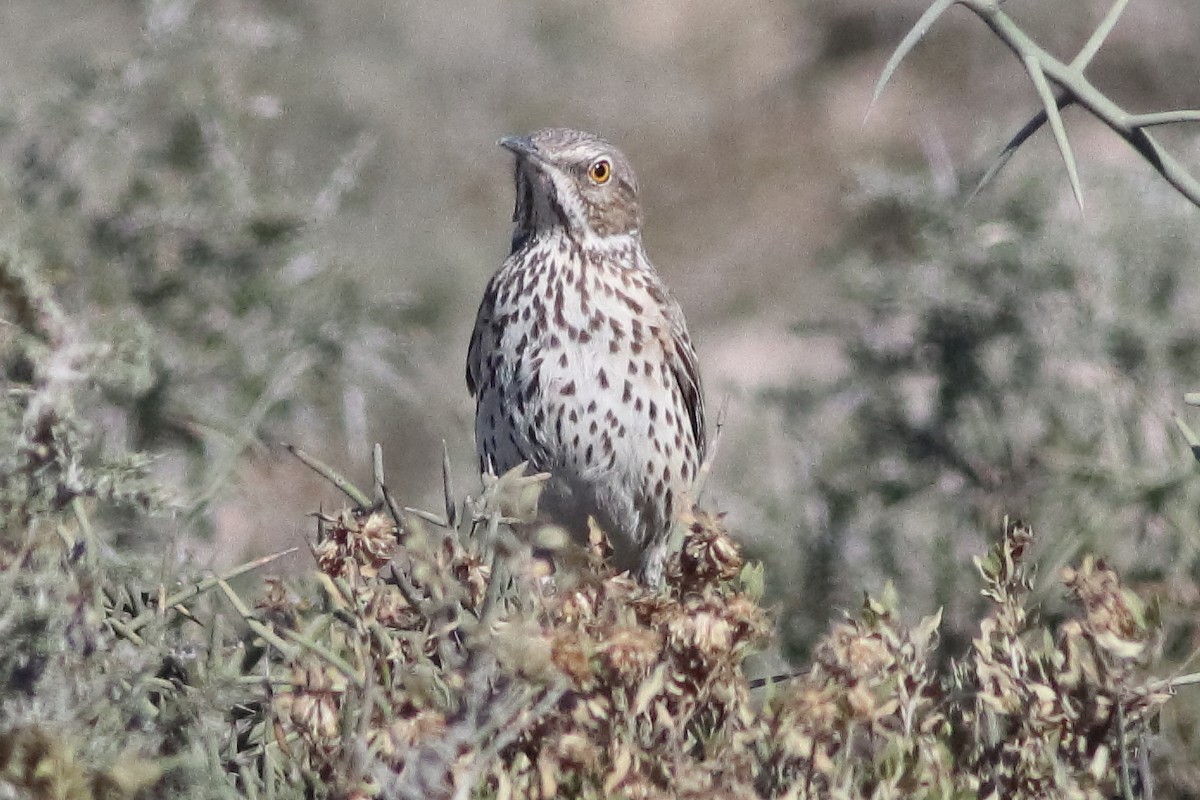 Sage Thrasher - ML548017081