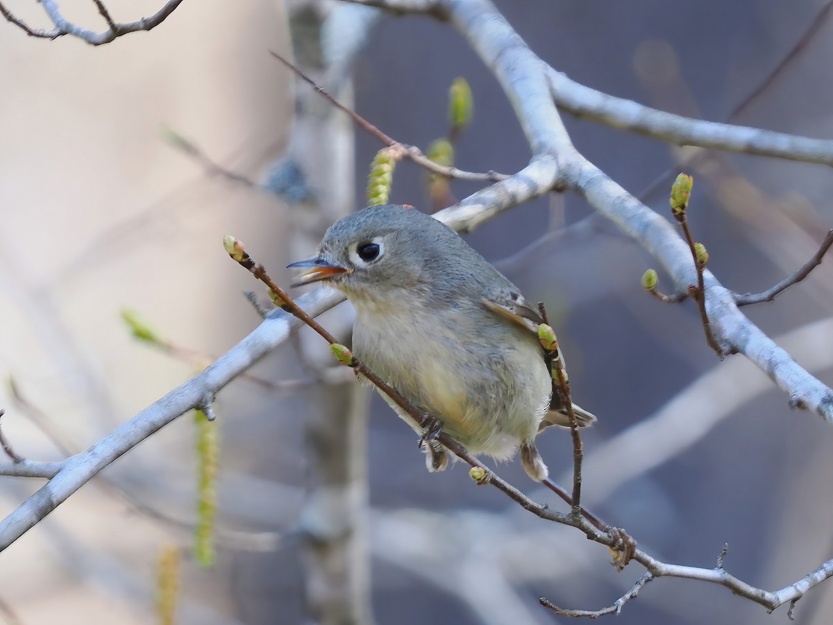 Ruby-crowned Kinglet - Daniel Kaplan