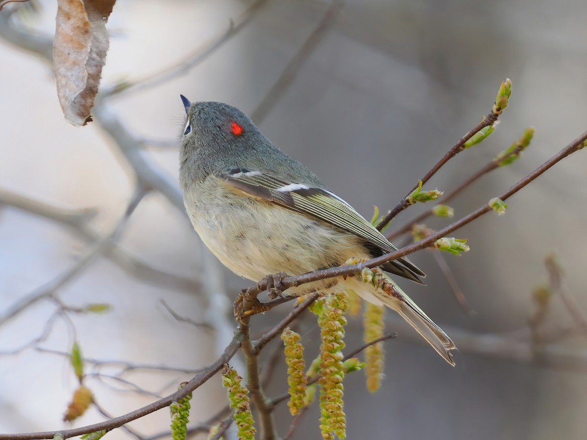 Ruby-crowned Kinglet - Daniel Kaplan