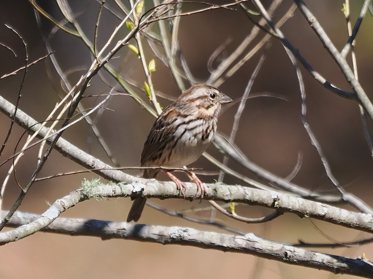 Song Sparrow - Daniel Kaplan