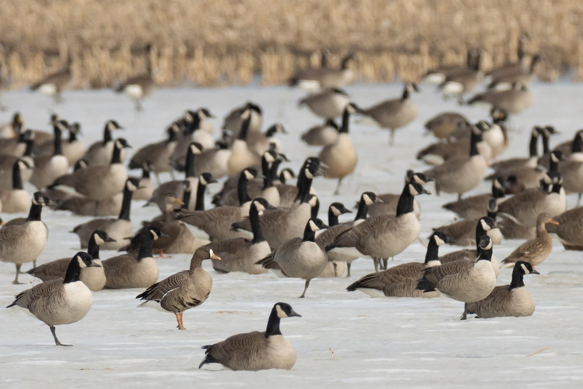 Greater White-fronted Goose - ML548017451
