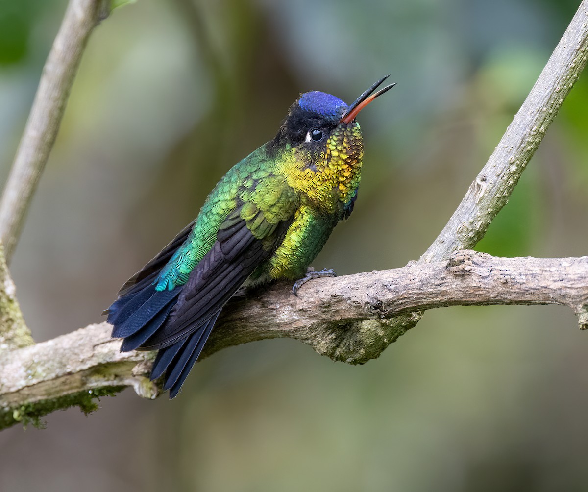 Photos - Fiery-throated Hummingbird - Panterpe insignis - Birds of