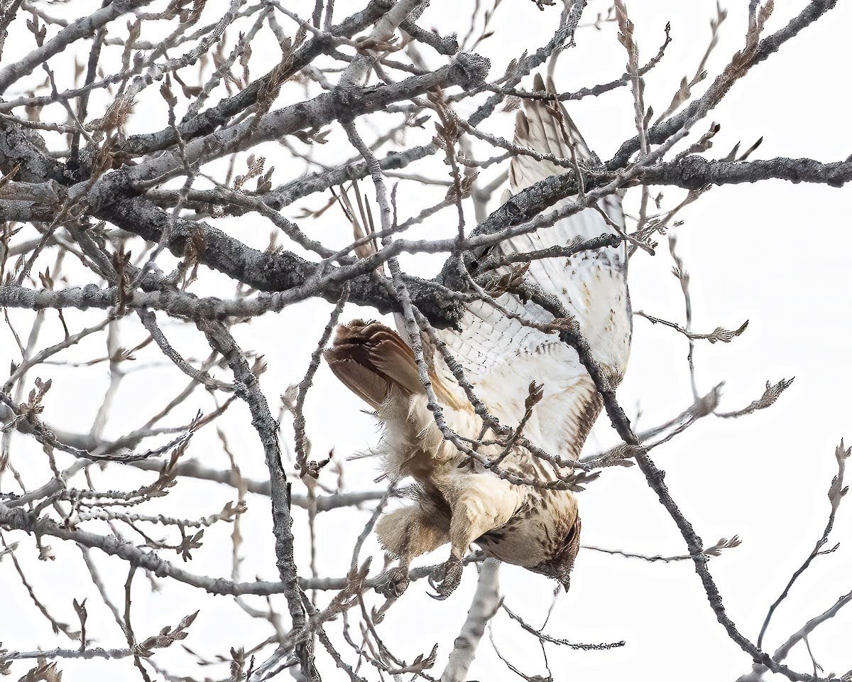 Red-tailed Hawk - ML548018121