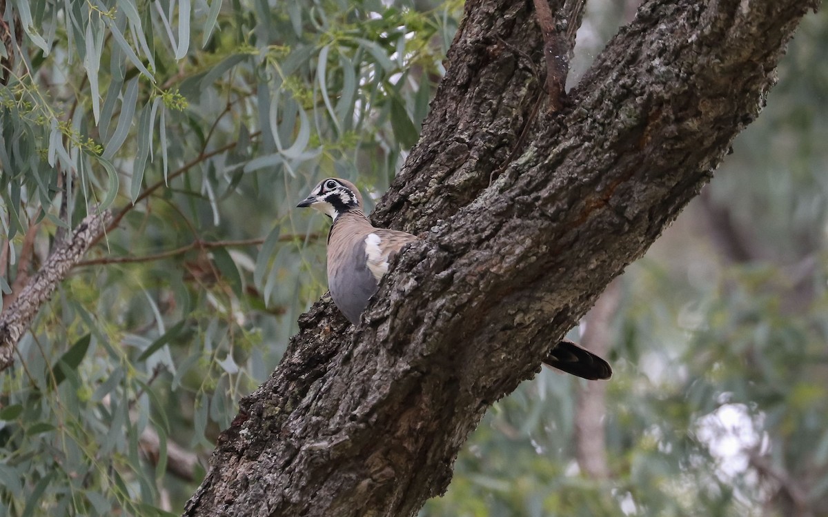 Squatter Pigeon - ML54801861