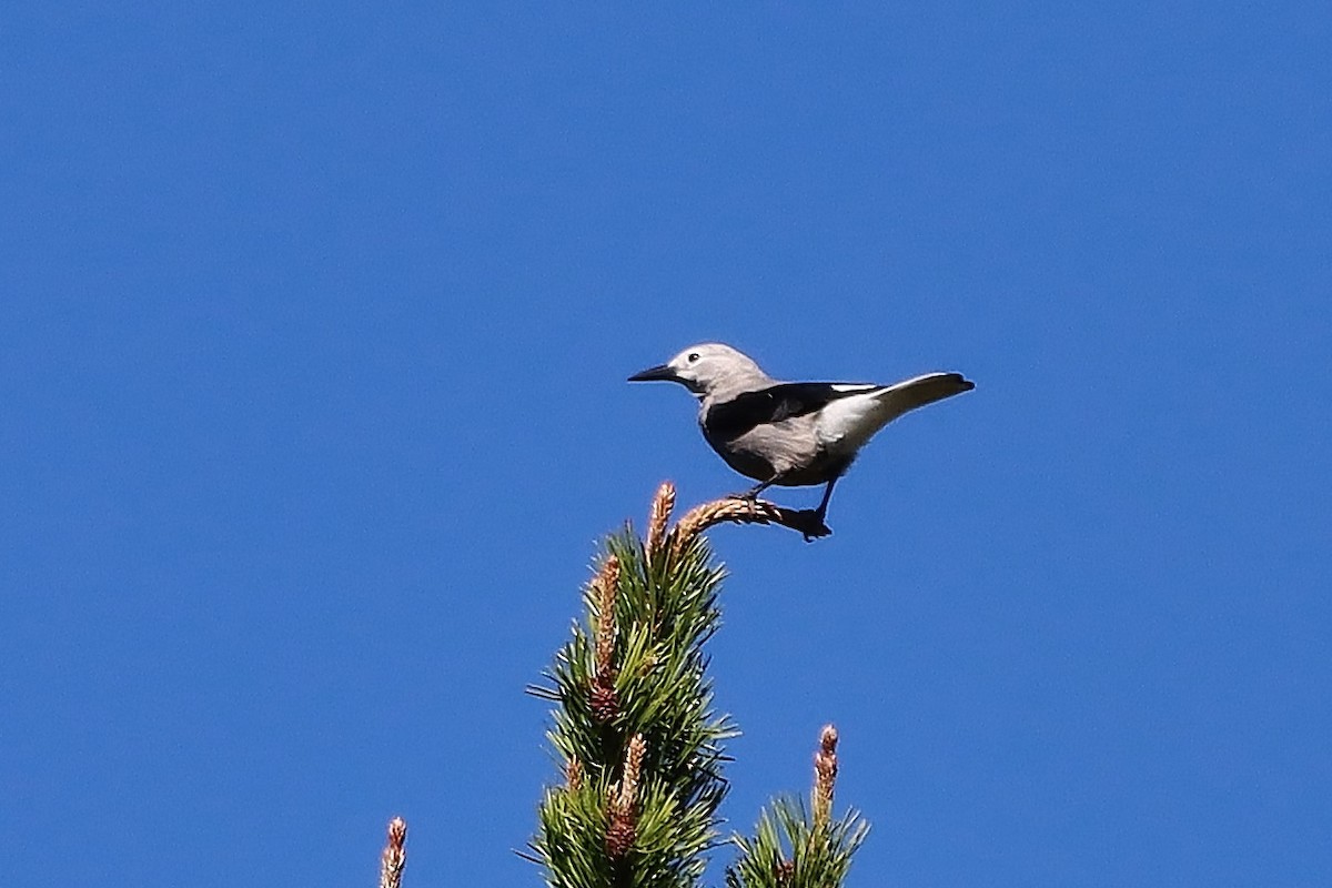 Clark's Nutcracker - ML548019341