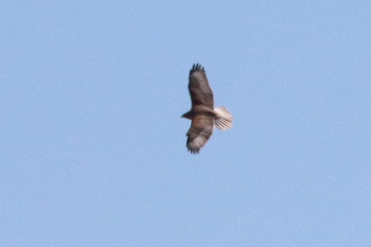 Ferruginous Hawk - Mark L. Hoffman