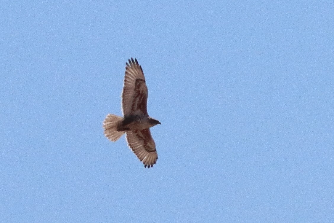 Ferruginous Hawk - Mark L. Hoffman