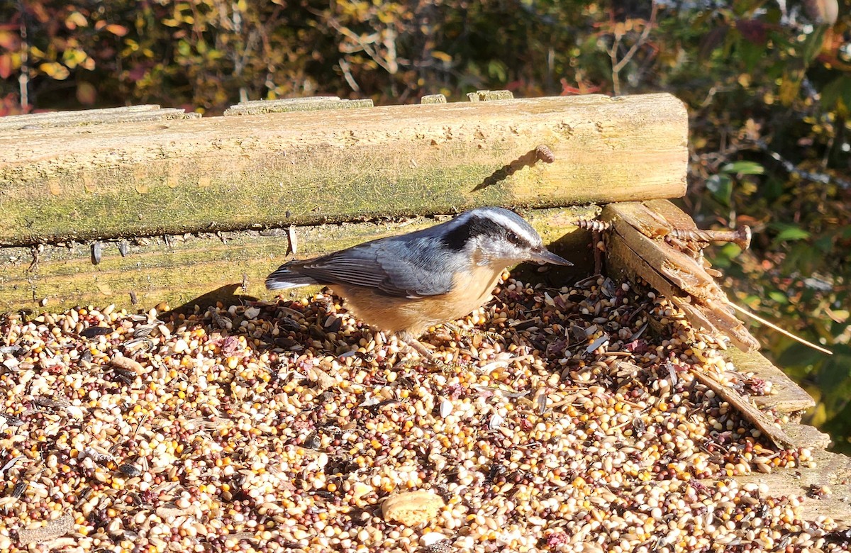 Red-breasted Nuthatch - ML548021861