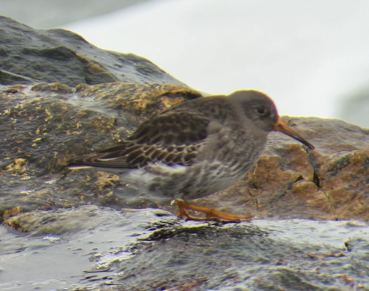 Purple Sandpiper - ML548022941