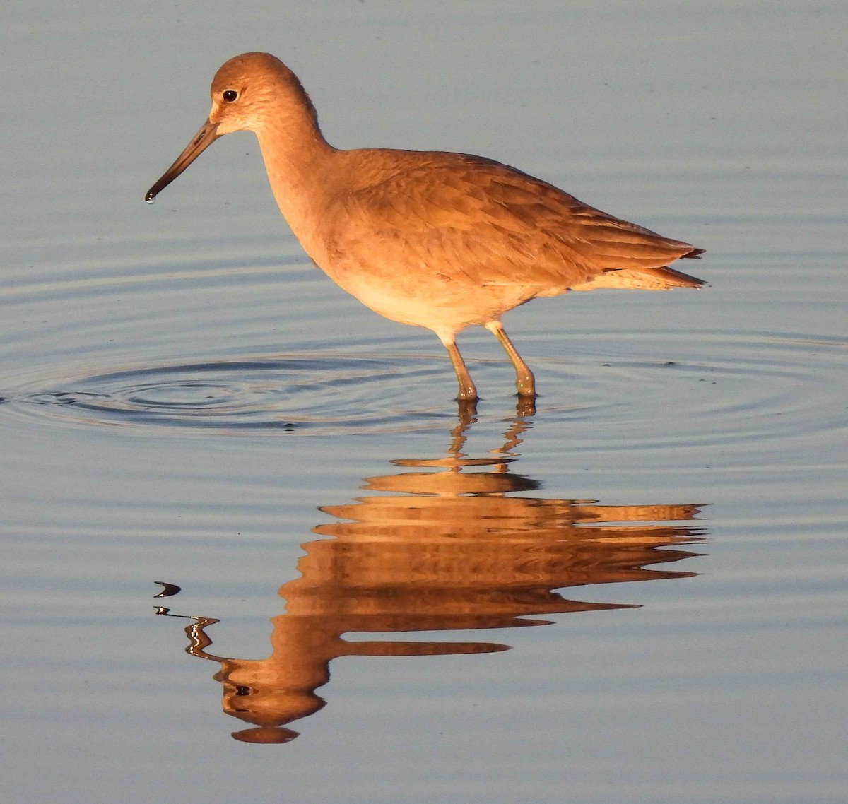 Willet - ML548024361