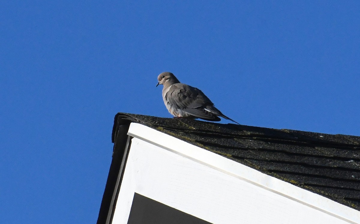 Mourning Dove - ML548025021