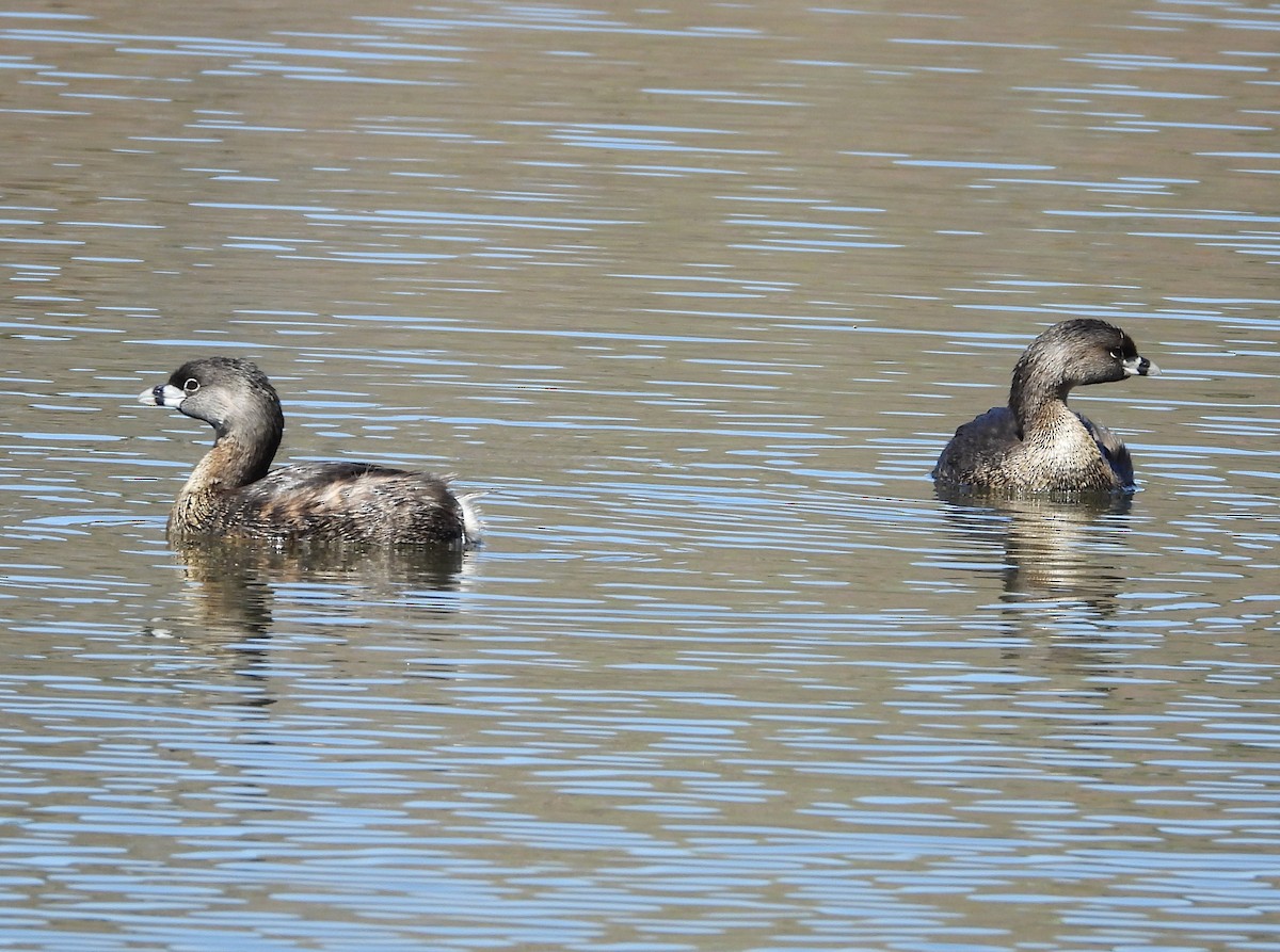 Pied-billed Grebe - ML548027091