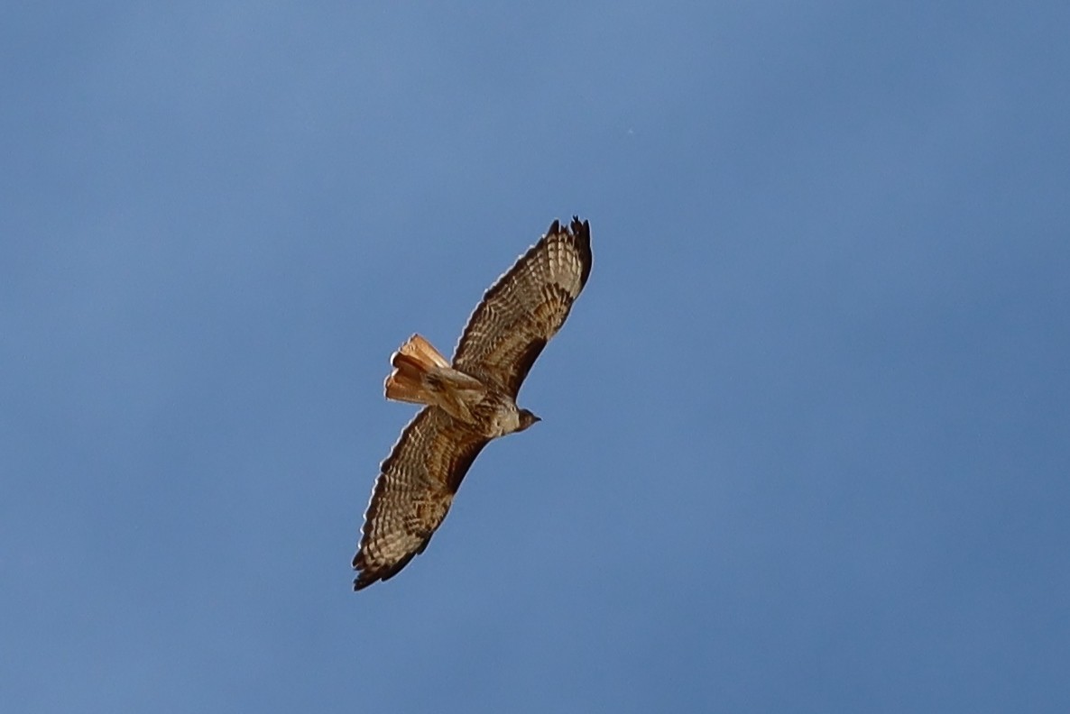 Red-tailed Hawk - Volker Lange