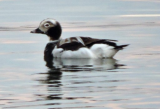 Long-tailed Duck - Renee Lubert