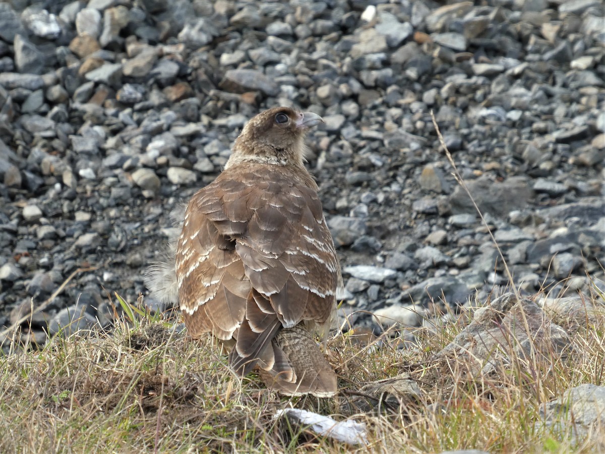 Chimango Caracara - ML548027751