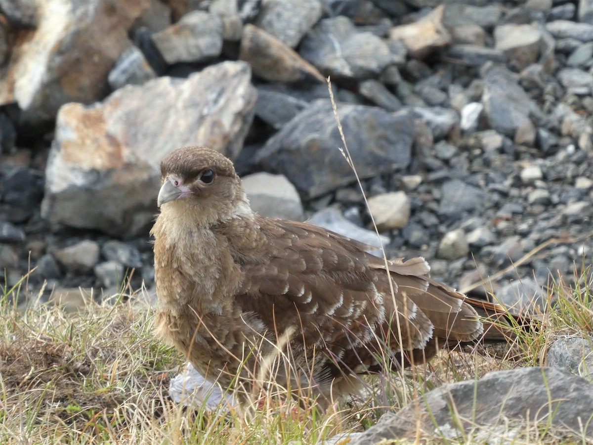 Caracara chimango - ML548027801